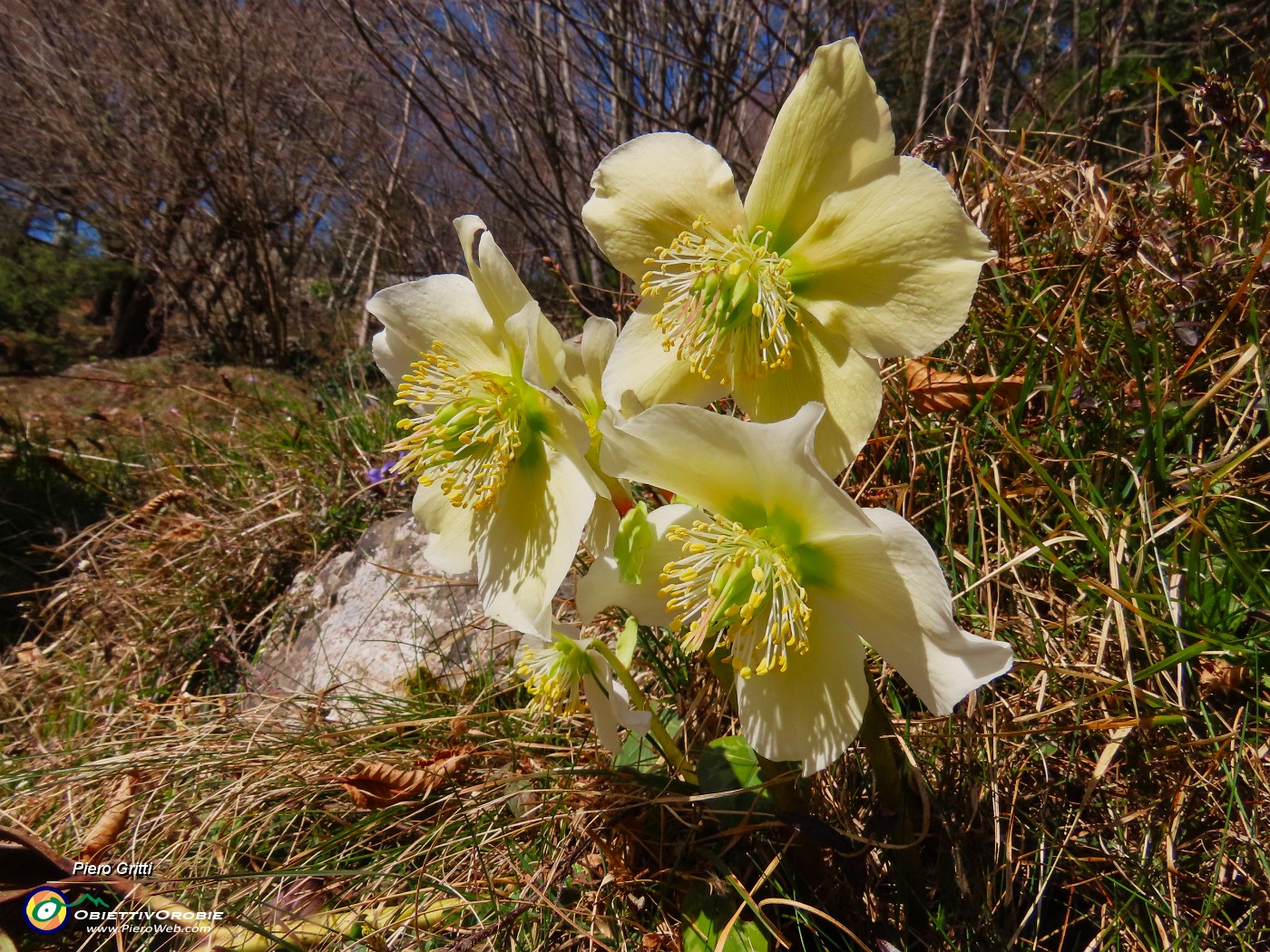 28 Helleborus niger (Ellebori).JPG